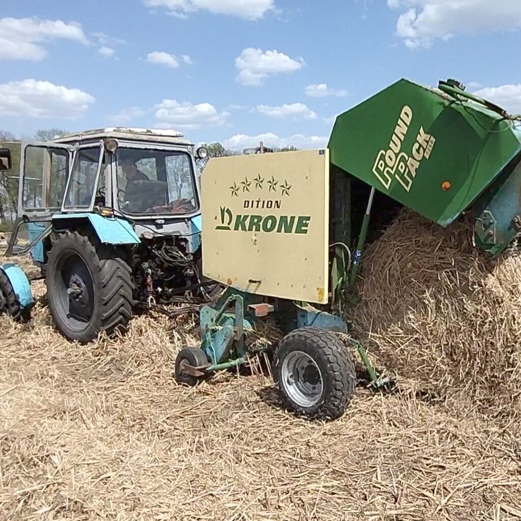 Квітневі жнива міскантусу