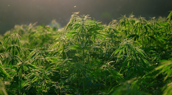 Актуальна Публікація: “Дослідження принципів і стратегічних напрямків вирощування та використання промислових конопель в Україні”