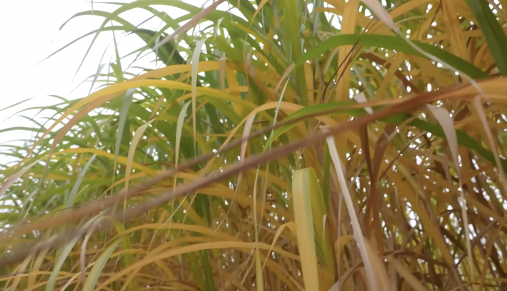 Біопаливо… з трави: як “енергетичний” міскантус може замінити газ? | DW Ukrainian